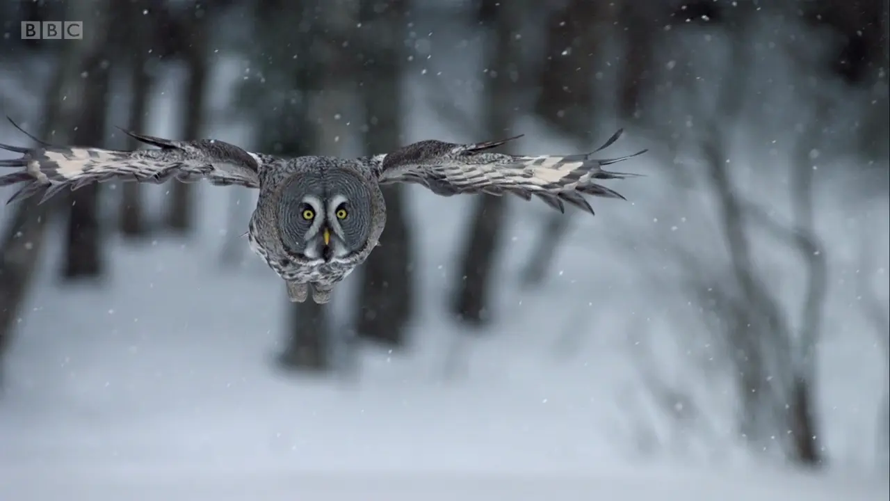 Great grey owl (Strix nebulosa lapponica) as shown in Frozen Planet - To the Ends of the Earth
